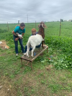 Agricultural educator works with student to trim goats